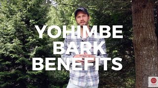 Yohimbe Bark Benefits FatBurning Energy Aphrodisiac [upl. by Yeldud]