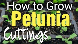 How to Grow Petunia Cuttings  Propagate Petunias [upl. by Cooperstein848]