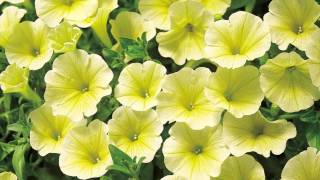 Production Tips for Growers Surfinia Petunias [upl. by Inhsor249]