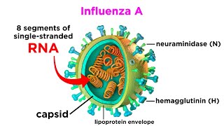 Influenza The Flu [upl. by Saihttam441]