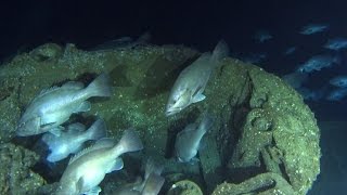 Exploring a UBoat wreck off North Carolina [upl. by Gusty419]