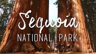 Sequoia National Park  Biggest trees in the world [upl. by Belmonte]