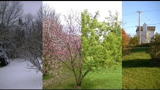 Seasons Timelapse Winter Spring Summer Fall [upl. by Ysle]