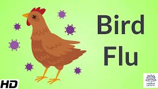 Bird Flu H5N1 Avian Flu vs Newcastle Disease Symptoms POULTRY DISEASES [upl. by Irret]