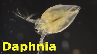 Daphnia [upl. by Nnylkoorb]