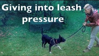 Giving into leash pressure for shy reactive dogs [upl. by Yager223]