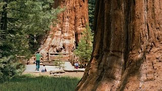 Sequoia National Park  Kings Canyon [upl. by Alhan]