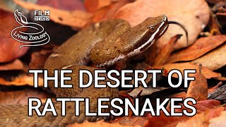 The Desert of Rattlesnakes  full nature documentary venomous rattlesnakes of Arizona [upl. by Everett]