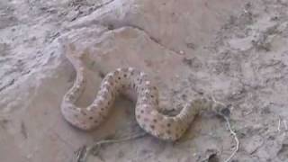 Sidewinder Rattlesnake in the Wild [upl. by Rento998]