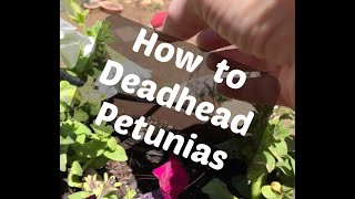 How to Deadhead Petunias the Right Way [upl. by Schroer]