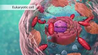 Biology Cell Structure I Nucleus Medical Media [upl. by Fortin957]