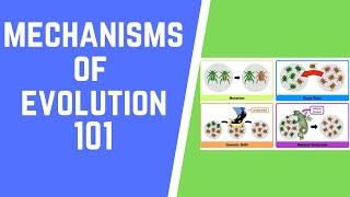 Mechanisms of Evolution 101 [upl. by Siletotsira]