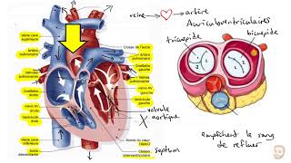 Le système cardiovasculaire [upl. by Knitter150]