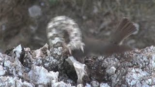 Iranian spidertailed viper tricks bird [upl. by Langill]