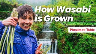 HOW TO GROW WASABI  Pheebz to Table [upl. by Diarmid943]