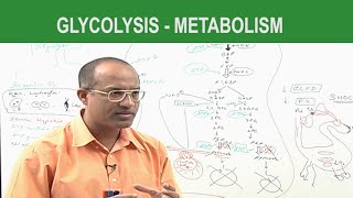 Glycolysis  Metabolism  Dr Najeeb [upl. by Neirad810]