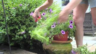 How to Cut Back Petunias [upl. by Cesar]