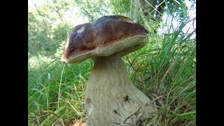 Large Penny Bun Porcini Cep King Bolete Boletus edulis identification [upl. by Eegnat164]