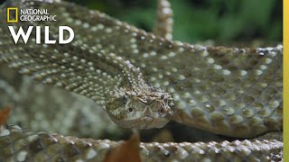 The Cascabel Rattlesnake  Worlds Deadliest Snakes [upl. by Nnaylloh]