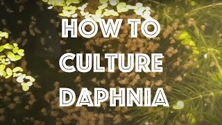 How To Culture Daphnia Magna [upl. by Ahsieym]