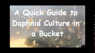 How to culture daphnia outside [upl. by Johnsson]