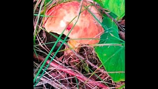 The Bolete Blues Testing Bolete Mushrooms for Edibility [upl. by Gaudette865]