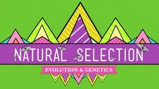 Natural Selection  Crash Course Biology 14 [upl. by Faubion555]