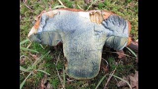 Identifying the Scarletina Bolete Dotted Stemmed Bolete Neoboletus praestigiator [upl. by Aidnic]