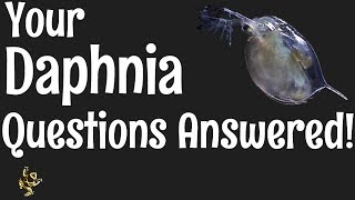 Daphnia Questions Answered [upl. by Sukcirdor]