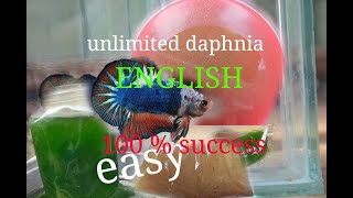 daphnia moina culture Easy way Unlimited production English  with sub Green water Chlorella [upl. by Akimehs269]