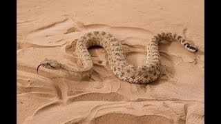 Dubai desert snake Cerastes [upl. by Erbe10]