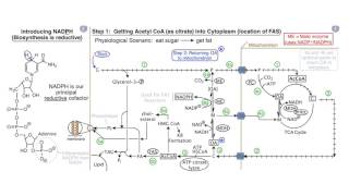 Fatty Acids and Lipid Biosynthesis [upl. by Ecnav]