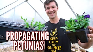 Easily Propagate Petunia Cuttings [upl. by Mannuela873]