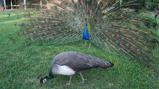 Snippet Male peacock make noises with their tail feathers [upl. by Buff]