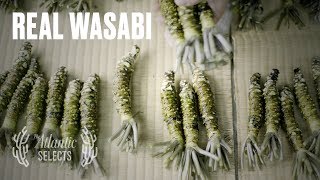 The Truth About Wasabi [upl. by Cini]