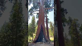 Welcome to Sequoia National Park [upl. by Atsuj]