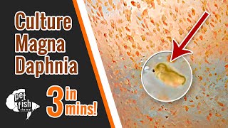 How to culture DAPHNIA MAGNA  The easy way [upl. by Aleakam]