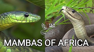 Black mamba and green mambas  the most feared venomous snakes of Africa but are they so deadly [upl. by Rankin2]