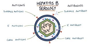 Understanding Hepatitis B Serology Results [upl. by Elleuqar]