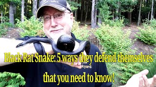 Five Black Rat Snake defense strategies you need to know Eastern Rat Snake Pantherophus sps [upl. by Rodman]