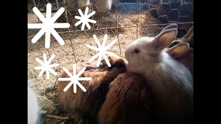 Keeping Rabbits Warm in WinterEverything you Need and Dont Need to Do [upl. by Eiliah]