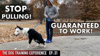 The MOST REALISTIC Leash Dog Training Lesson EVER STOP PULLING [upl. by Kcolttam425]