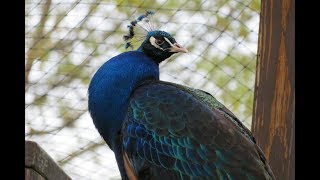 Peacock Call HD [upl. by Walden399]