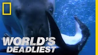 Seal vs Penguin  Worlds Deadliest [upl. by Phillida]