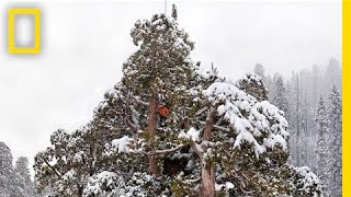 Super Trees Climbing a Giant Sequoia  Nat Geo Live [upl. by Nealah]