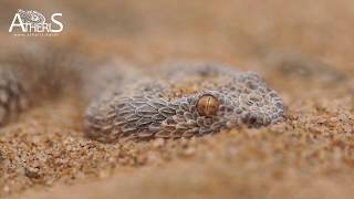 Cerastes vipera saharan sand viper vipère des sables maroc 2017 Atheris [upl. by Maffei22]