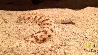 Saharan Sand Viper Disappearing Act [upl. by Orlanta217]