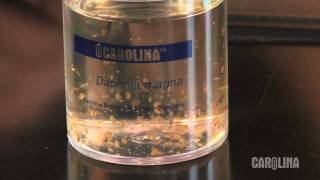 How to Care for Daphnia [upl. by Janaya]