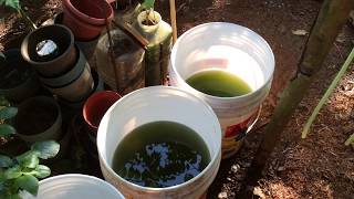 How to grow Green Water Algae [upl. by Aneeuqahs]