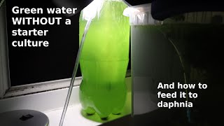 Green Water WITHOUT a Starter Culture  From Scratch  How To [upl. by Pleasant]